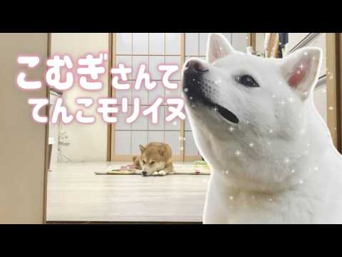 柴犬こむぎの恋を邪魔しかけた重大なミス【あるじのステップ】恐怖映像in三浦半島