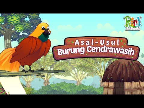 Video: Pembagian Burung Cendrawasih - Cara Membagi Burung Cendrawasih