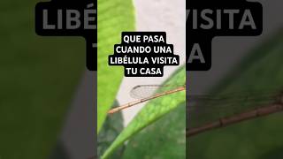 Cuando Una Libélula Llega A Tu Casa. Que Significa?