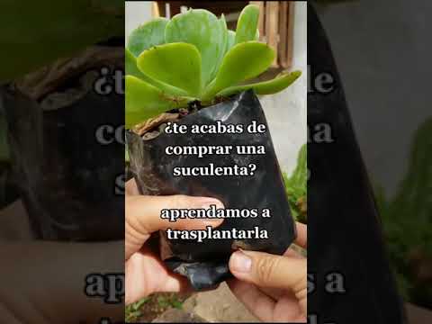 Video: ¿Debería trasplantar haworthia?