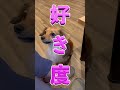 犬は『家族で一番好き』な飼い主にだけこの行動をする! #shorts
