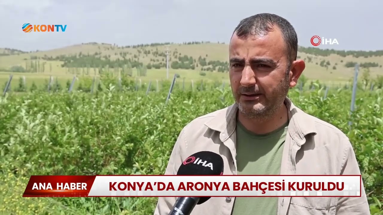 Konya'da Aronya bahçesi kuruldu