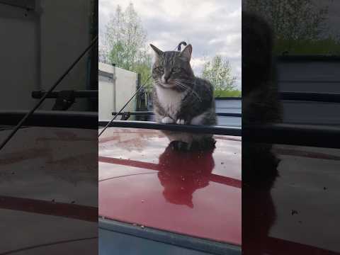 Видео: У кота чувачка на крыше машины держатель лапок #cat #кот #домашниеживотные