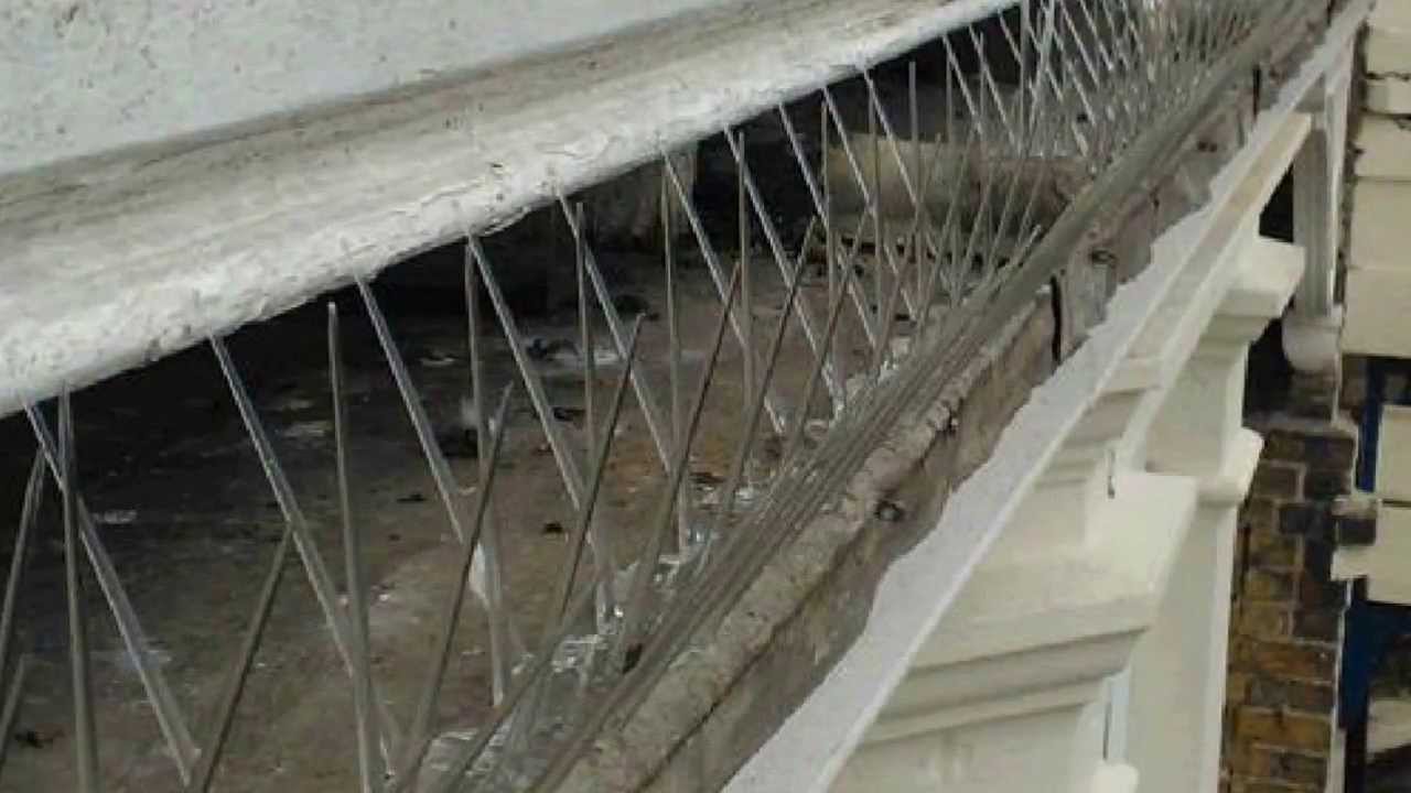 Kent Bird Control Services Pigeon Seagull Deterrents. YouTube