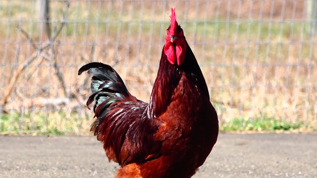 Rhode Island Red Rooster and Hen, Free Ranging producing Eggs - YouTube