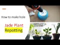 How to make hole in pot for JADE PLANT::Jade plant repotting::