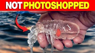 Top 10 Deep Sea Creatures with Transparent Organs (You Won’t Believe #1)