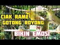 Full ciak gotong royong rame rame bikin gacor kecial kuning