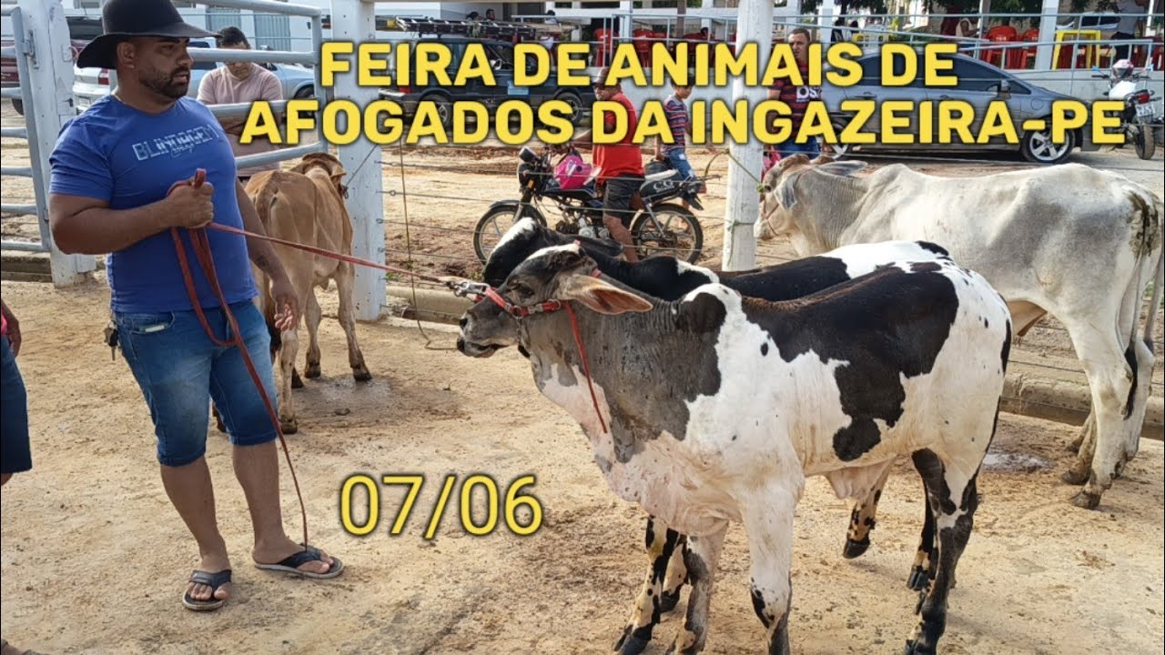 Feira de gado de Afogados da Ingazeira-PE (07/06/25)