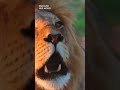 Beautiful Lion in the Wild 🦁 | King of the Jungle  | Discover Kids World