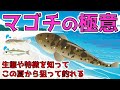 【マゴチの極意】釣果倍増！マゴチ釣りで失敗しない１４の秘訣