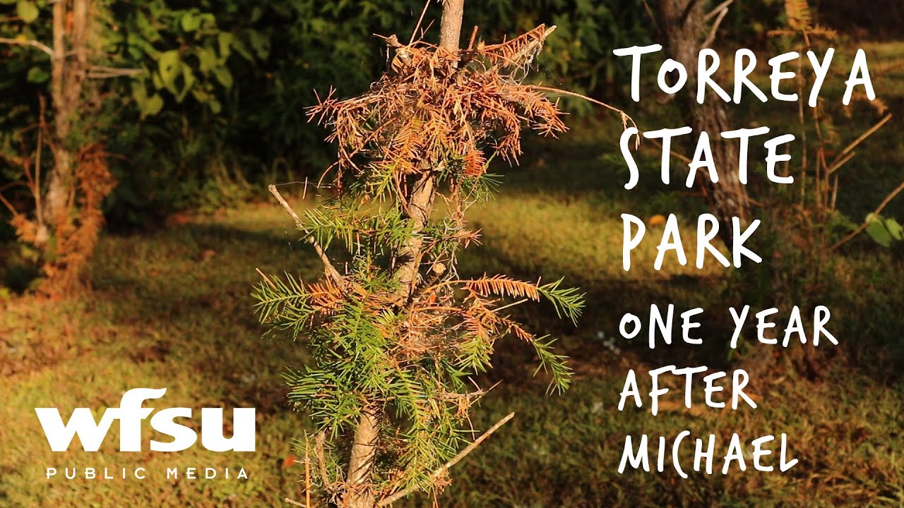 Torreya State Park After Hurricane Michael | One Year Later - YouTube