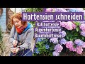 Hortensien zurückschneiden | MDR Garten