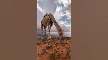الا يالبعد رده لي يكفيني حزن وطعون شيلات تصاميم ستوريات 