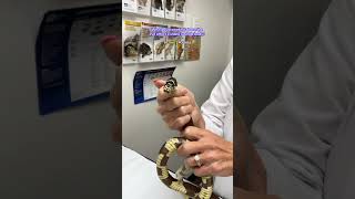 Why would swelling above the eye affect a snake’s whole body?