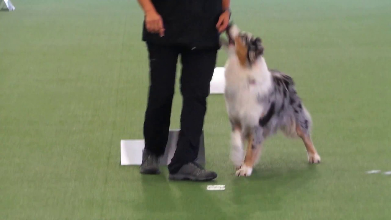 Rally-Obedience Italian Championship 2017 s