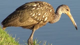 FDR-AX33 Magic Hour Full Zoom Hand Held Test 4k UHD screenshot 4