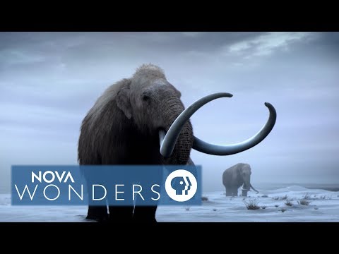 Video: Kailangan ba ng mga kadena sa Mammoth?