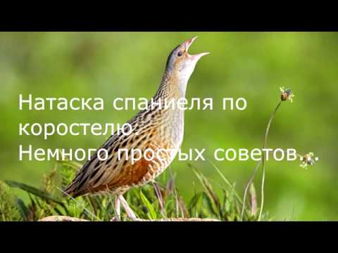 Натаска спаниеля по коростелю. Простые советы...