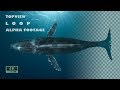 Whale Swimming Topview  4k