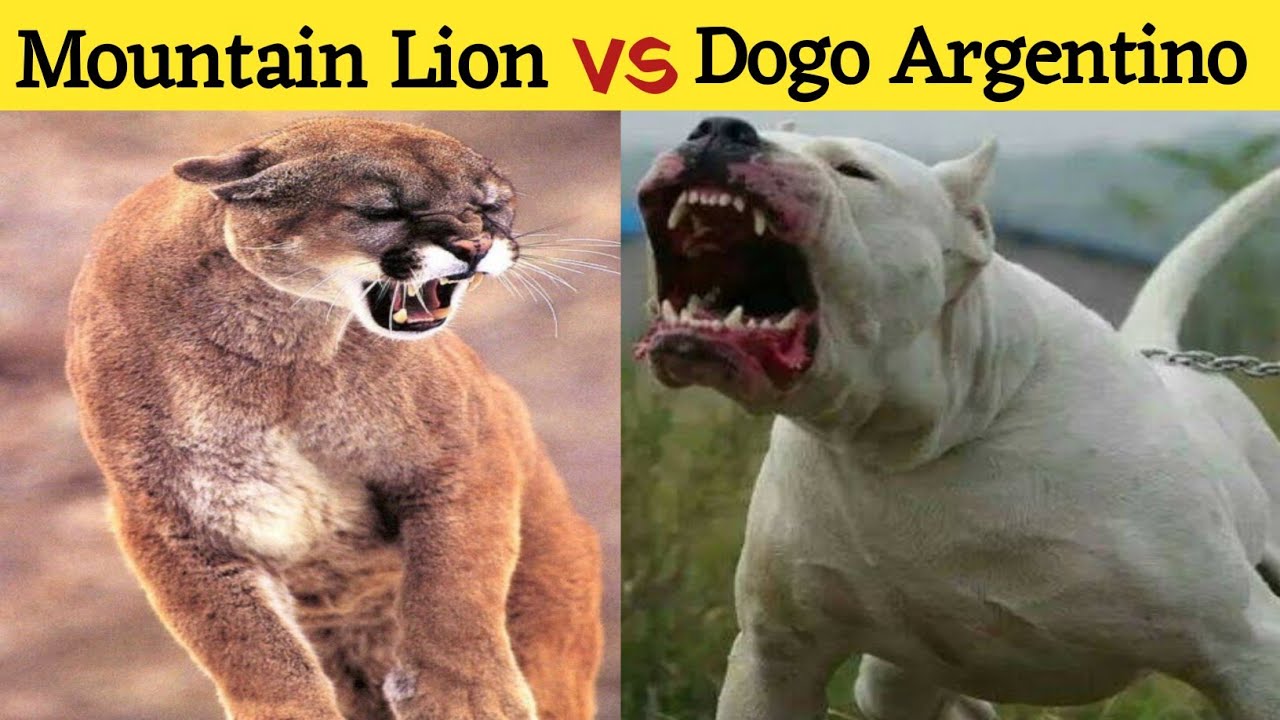 Mountain Lion vs Dogo Argentino who would win | Dogo Argentino vs Puma  Fight in Hindi - YouTube