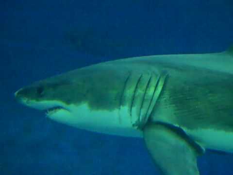 Monterey Bay Aquarium: Great White Shark in Action - YouTube