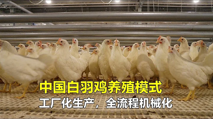 中國白羽雞養殖模式，工廠化生產，全流程機械化，令人大開眼界！ - 天天要聞