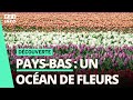  paysbas  le somptueux spectacle des champs de fleurs