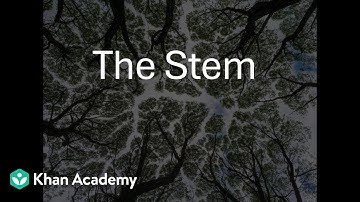 The Stem | Morphology of Flowering Plants | Grade 11 | Biology | Khan Academy
