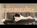 【ハンモック】Using a Cat Window Perch is good or not?【猫用ベッド】