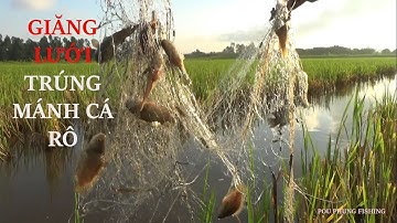 Giăng lưới bắt cá trên đồng, trúng ổ cá rô gỡ mỏi tay - pou phung fishing