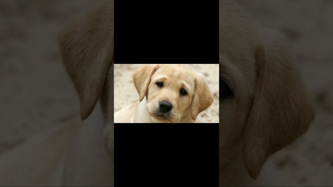 LABRADOR RETRIEVER Review Dog review in hindi Into Dogers World