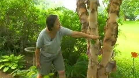 Creating Focal Points in a Perennial Garden