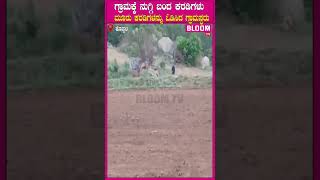ಗ್ರಾಮಕ್ಕೆ ನುಗ್ಗಿ ಬಂದ ಕರಡಿಗಳು, ಮೂರು ಕರಡಿಗಳನ್ನು ಓಡಿಸಿದ ಗ್ರಾಮಸ್ಥರು
