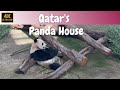 Unveiling a hidden gem of qatar the surprising panda house adventure