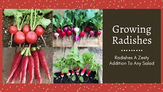 Growing radishes - a zesty ...