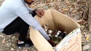 11 Puppies Were Crying For Mom As Be Dumped Like Trash