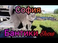 Приключения кошки Софии