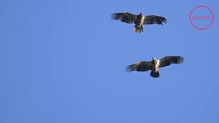 Eagles Spiral Courtship