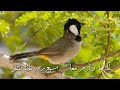 صوت صفير البلبل حالات واتس اب 