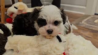 Dotty&#39;s 5 Lil Dots! Heavenly Havanese Puppies! Pick a Polka Dot!