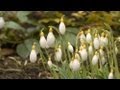 Extraordinary Shropshire - Snowdrops | County Channel TV Shropshire