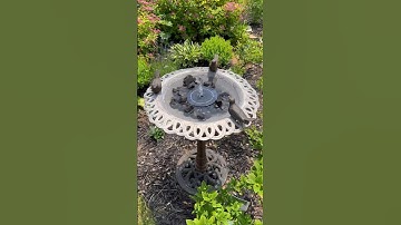 Another purchase closer to being Snow White 🥰 #shorts #amazonfinds