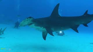 Best of Sharks - Bahamas