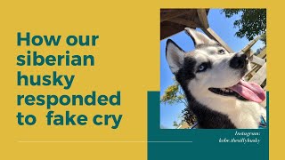 Crying Prank! How our Siberian Husky Responded to Fake Cry