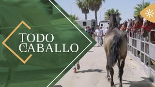 TodoCaballo | La Feria Agroganadera de Los Palacios, mucho más que un gran encuentro de negocios