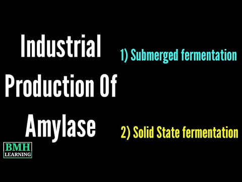 Video: Jamur apa yang digunakan untuk produksi amilase?
