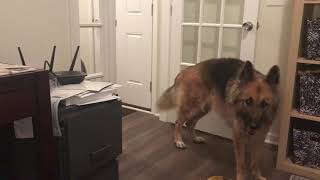 Stubborn Husky Always Gets What He Wants by Zeus The Stubborn Husky 400,539 views 5 years ago 2 minutes, 5 seconds