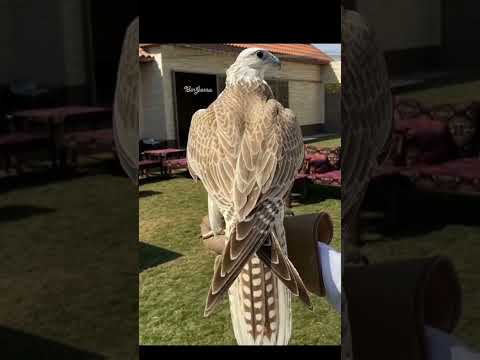 طير حر شامي