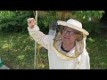 Пчеловодство№60 Ловим рой